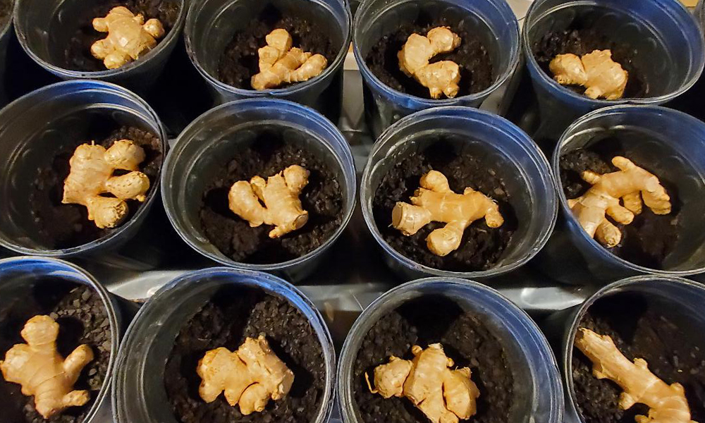 Ginger seeds in pots from Ginger Seeds in Virginia