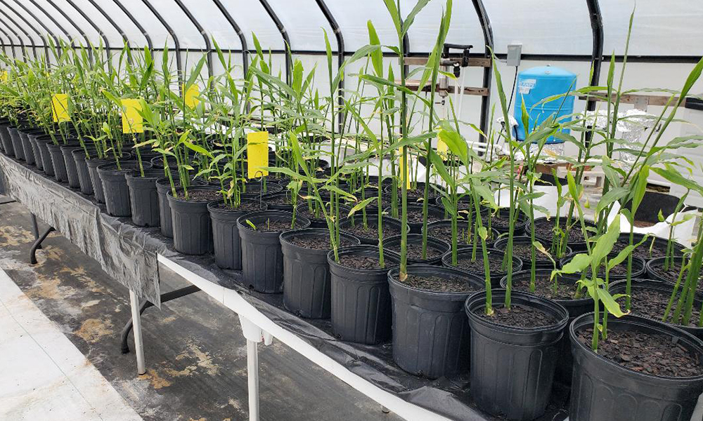 Growing ginger transplants from Ginger Seeds in Virginia