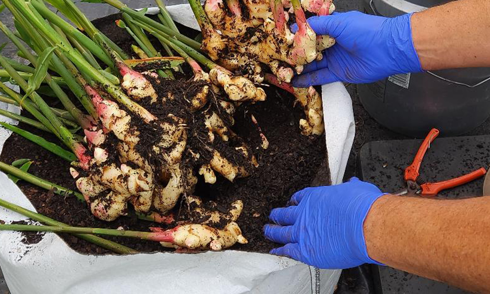 Ginger by Ginger Seeds in Virginia