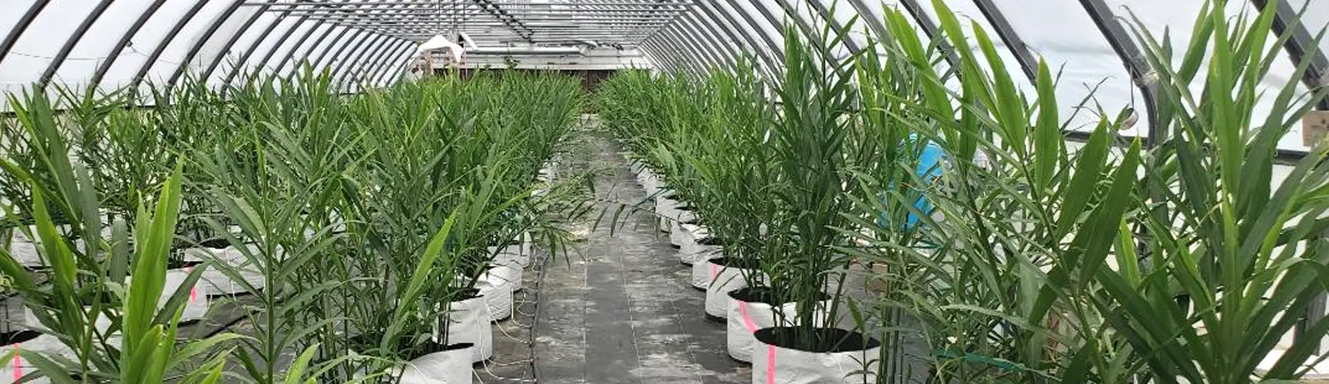 BUY Quality Ginger Seed (RHIZOMES)